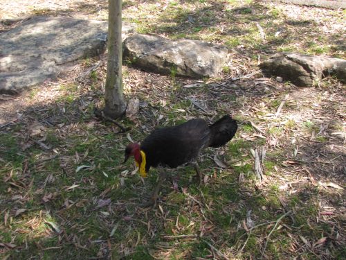 Australian Brush Turkey