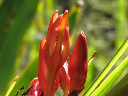 Ku Ring Gai Wildflower Gardens