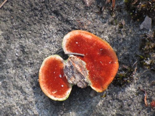 Fungus