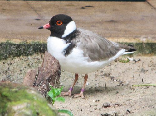 Hooded Plover, Adelaide Zoo