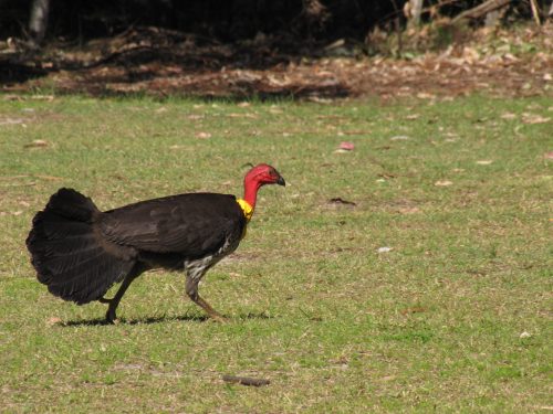 Brush Turkey