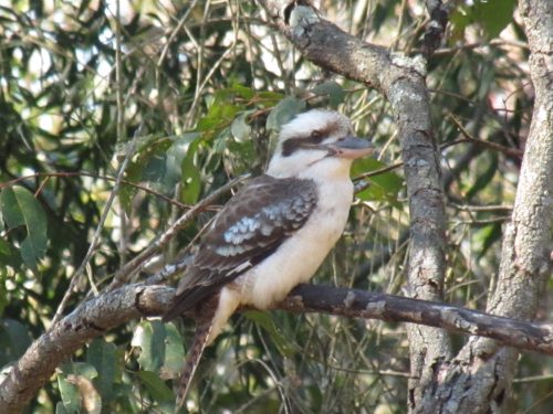 Laughing Kookaburra