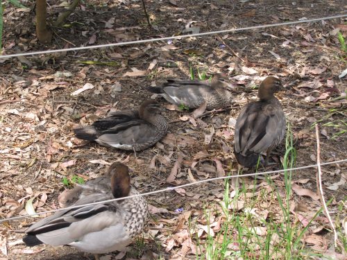 Australian Wood Ducks