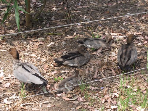 Australian Wood Ducks