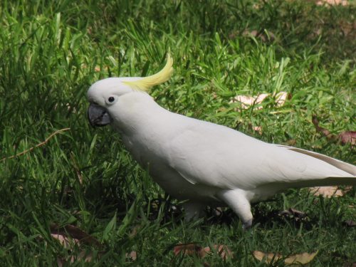 Sulphur-crested Cockatoo