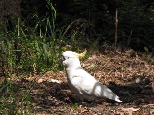 Sulphur-crested Cockatoo