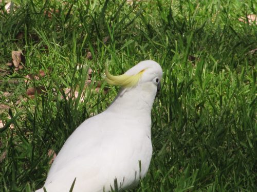 Sulphur-crested Cockatoo