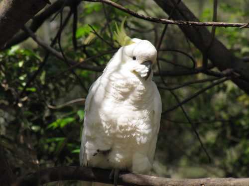 Sulphur-crested Cockatoo