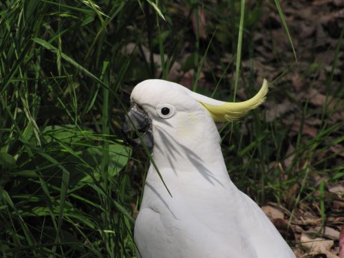 Sulphur-crested Cockatoo