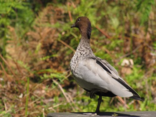 Australian Wood Duck (male)