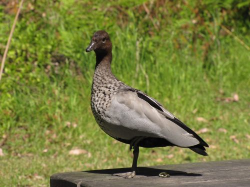 Australian Wood Duck (male)