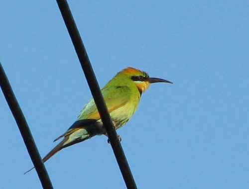 Rainbow Bee-eater