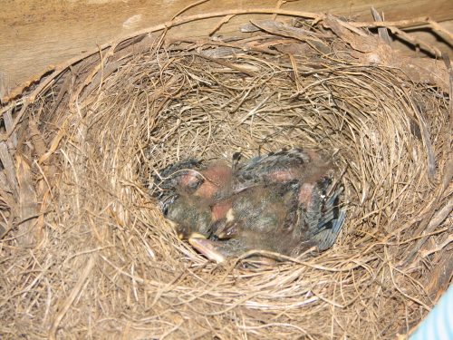 Baby Common Blackbirds in nest