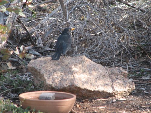 Common Blackbird (male) at one of our birdbaths