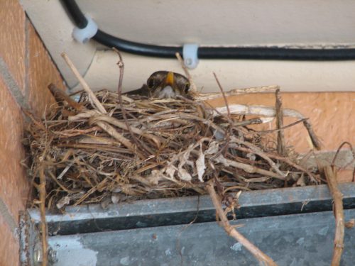 Common Blackbird sitting on nest