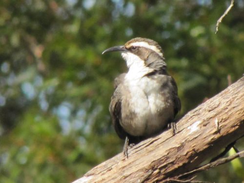 White-browed Babbler