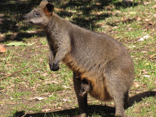 Swamp Wallaby