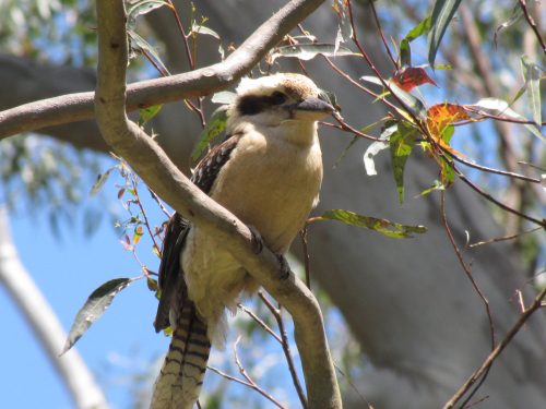 Laughing Kookaburra