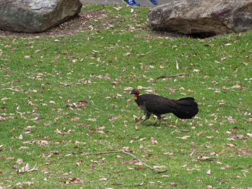 Australian Brush Turkey