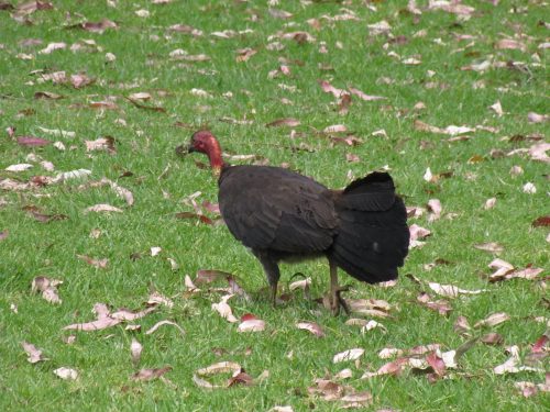 Australian Brush Turkey