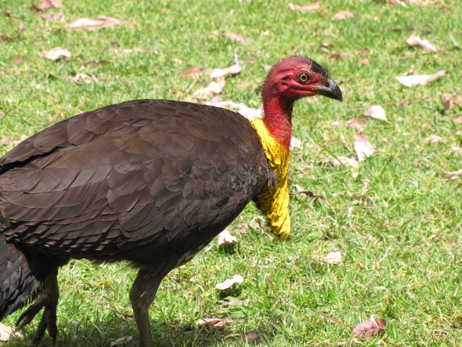 Brush Turkeys up close Trevor's Birding