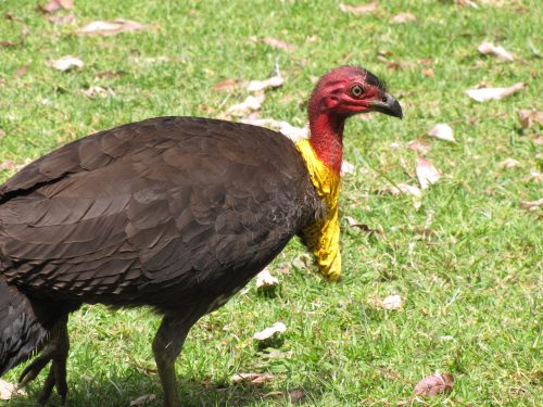 Australian Brush Turkey