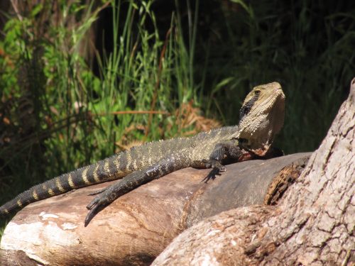 Eastern Water Dragon