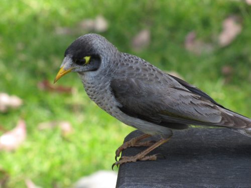 Noisy Miner