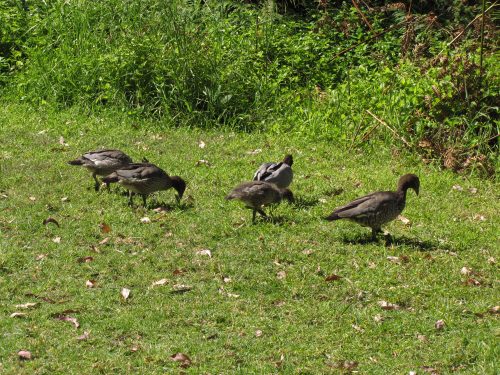 Australian Wood Ducks