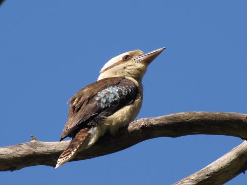 Laughing Kookaburra