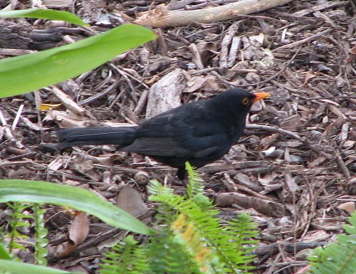 Common Blackbird