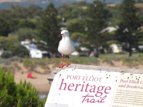 Silver Gull, Pt Elliot, South Australia