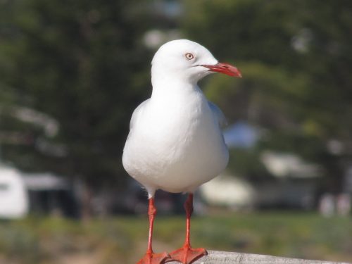 Silver Gull, Pt Elliot, South Australia