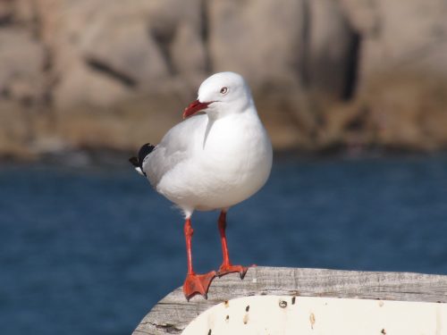 Silver Gull, Pt Elliot, South Australia