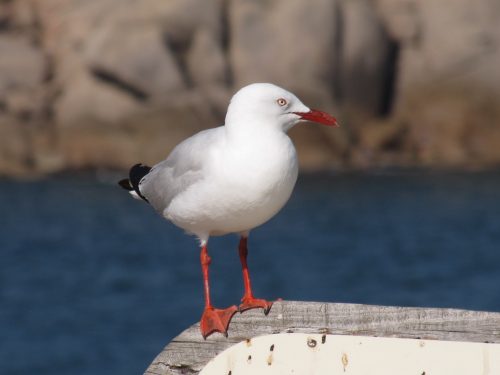 Silver Gull, Pt Elliot, South Australia