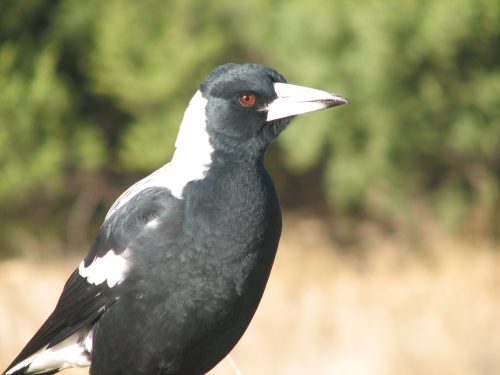 Australian Magpie (male)