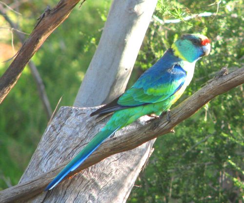 Mallee Ringneck parrot