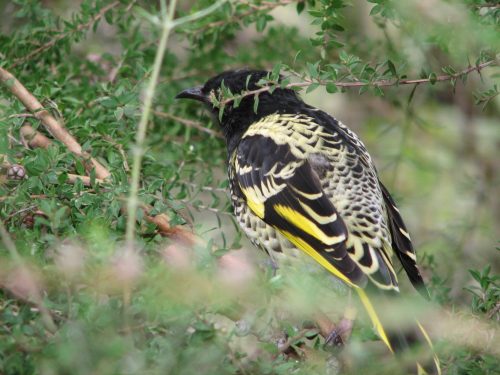 Regent Honeyeater