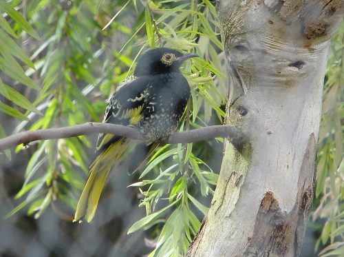 Regent Honeyeater