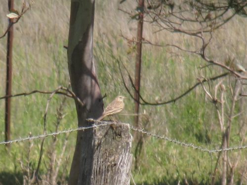 Australasian Pipit? 