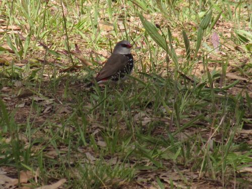 Diamond Firetail finch