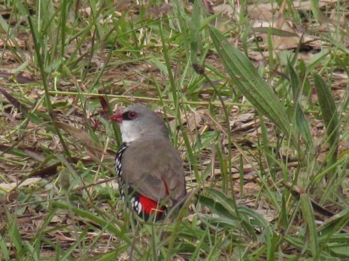 Diamond Firetail finch