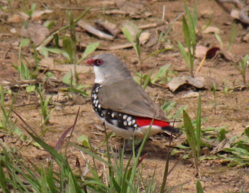 Diamond Firetail finch