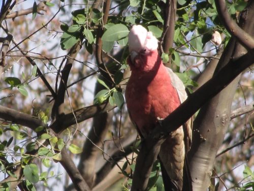 Galah, Mudgee, NSW