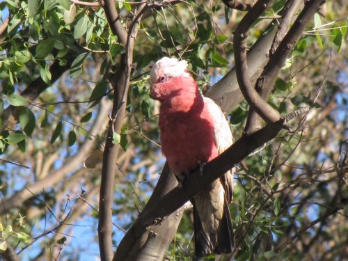 Galah, Mudgee, NSW