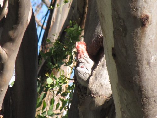 Galah, Mudgee, NSW