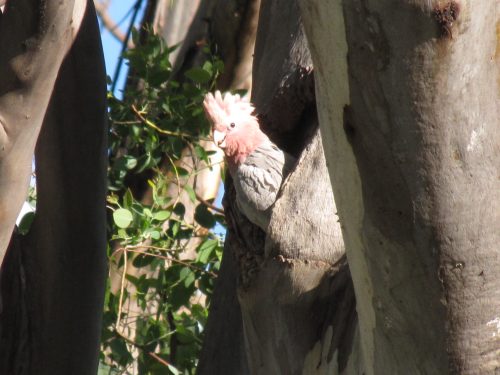 Galah, Mudgee, NSW