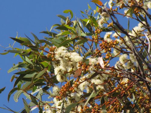 Eucalyptus dumosa (a mallee species)