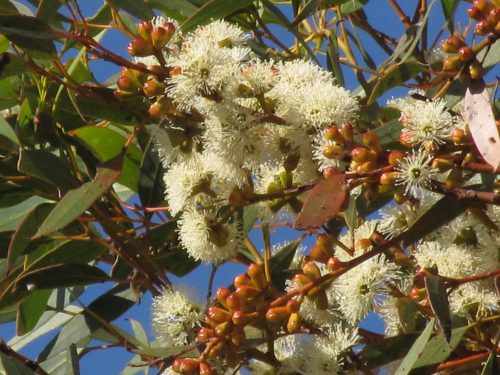 Eucalyptus dumosa (a mallee species)