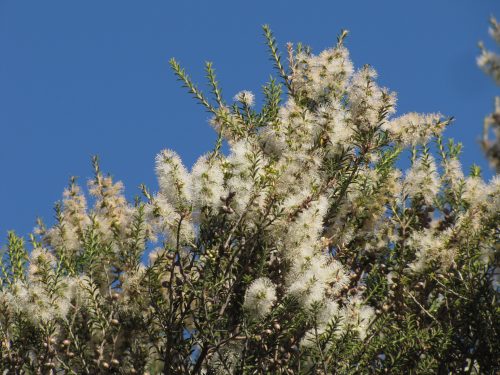 Melaleuca lanceolata